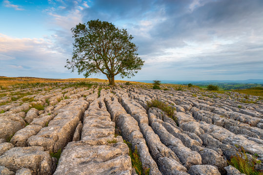 A lone Ash tree growing out of a limestone pavement at Malham