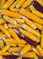 Natural Organic Garden Corns in Basket