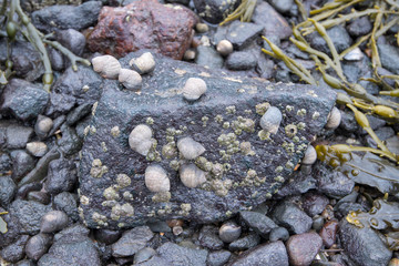 Damp stones