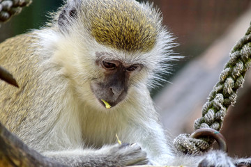 Green Monkey Chlorocebus Sabaeus Eating