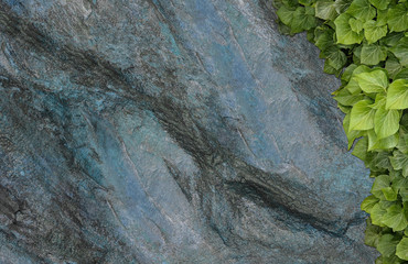 Old painted concrete wall creeper vines, ivy. Vintage panoramic banner background.