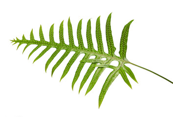 Wart fern leaf, Ornamental foliage, Fern isolated on white background, with clipping path    