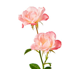 Pink rose with leaves, Blooming rose isolated on white background, with clipping path