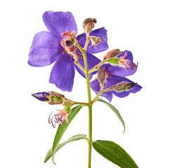 Malabar melastome flowers, Tropical purple flower isolated on white background, with clipping path    