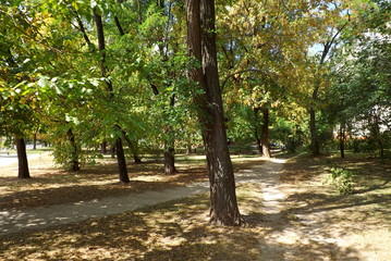 trees in park