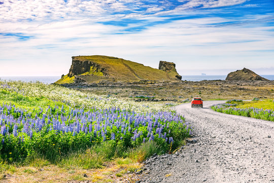 Golden Circle road trip in Iceland. Amazing Icelandic landscape. Lupine flowers by road side. Sophisticated rocks in background. Southern Peninsula Region by the Keflavik international airport.