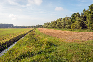 Colorful Dutch polder landscape