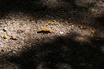 orange butterfly on forest path