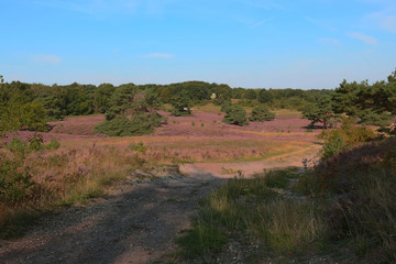 The Brunsummerheide (english translation Brunssumer meadows) a national park in South Limburg a hotspot for outdoor activities like walking, hiking, mountain biking, running and an active lifestyle