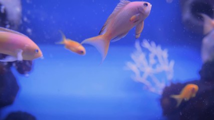 School of small goldfish swimming in large public aquarium tank at Oceanarium with blue illumination. Underwater life concept. Coral reef on background