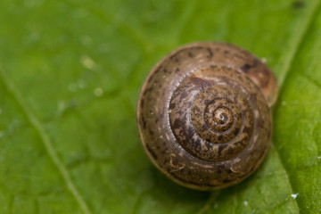 snail house on green leaf