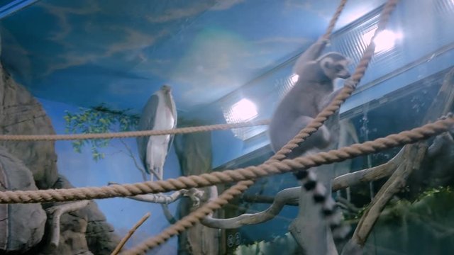 Lemurs climbing rope and jumping. Exotic animal and wildlife concept