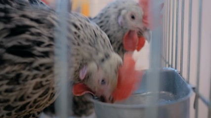 Decorative chickens drinking water in the cage at agricultural animal exhibition, trade show, market - close up view. Farming, feeding, agriculture industry, livestock and animal husbandry concept