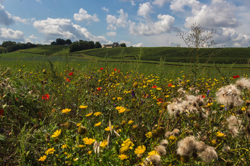 South Limburg hillside with the wine yards under a dramatic sky and in the foreground blooming wild flowers and poppy flowers in the foreground