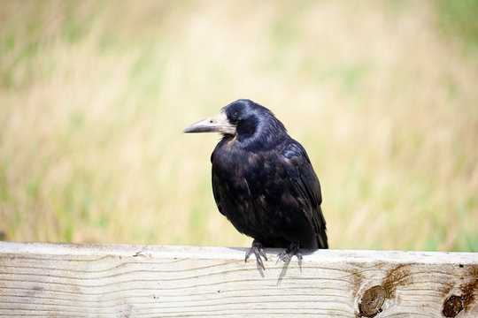 Cuervo posado en valla de madera