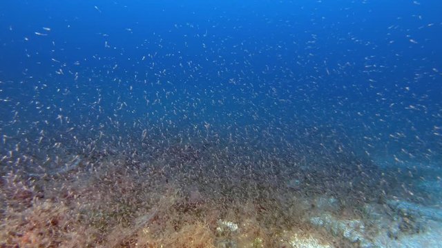 Deep scuba diving in Majorca - Like Krill underwater
