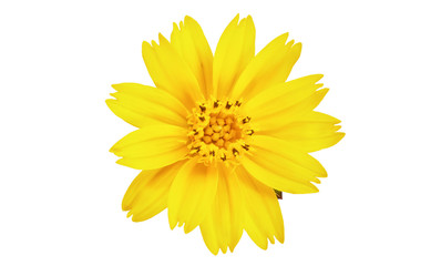 Singapore daisy flower, Yellow flower isolated on white background, with clipping path 