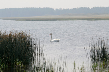 Lone swan on the lake.
