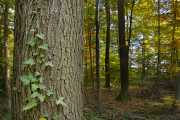 Herbst im Wald mit Eichenstamm