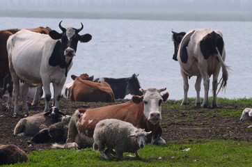 A herd of pets near the lake on vacation.