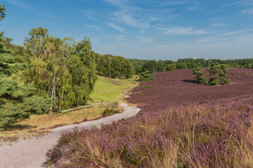 The Brunsummerheide a national park in South Limburg a hotspot for outdoor activities like walking, hiking, mountain biking, running and an active lifestyle