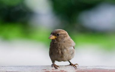 Little city sparrow with red plumage on a wooden railing