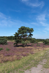 The Brunsummerheide a national park in South Limburg a hotspot for outdoor activities like walking, hiking, mountain biking, running and an active lifestyle