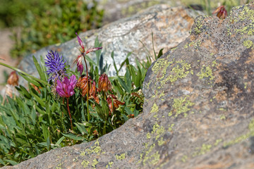 Colored mountains flowers grow on a rock in Belledonne range