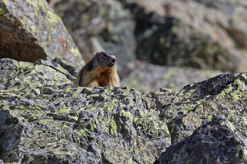 Naklejka na ściany i meble A grounhog looks out the landscape over the rocks