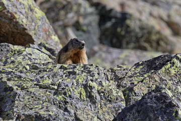 A grounhog looks out the landscape over the rocks