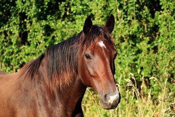 Obraz premium head portrait of a beautiful brown horse in the sunshine