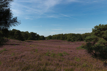 The Brunsummerheide a national park in South Limburg a hotspot for outdoor activities like walking, hiking, mountain biking, running and an active lifestyle