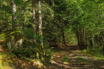 Obraz premium Path through the trees, in a forest of Chamrousse massif