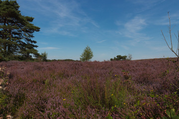 The Brunsummerheide a national park in South Limburg a hotspot for outdoor activities like walking, hiking, mountain biking, running and an active lifestyle