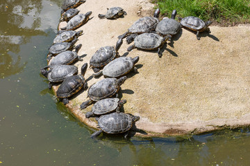 many small turtles making sun bath on sand