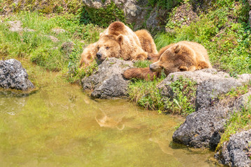 bears relaxing near the water