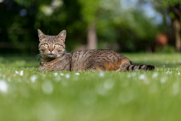 Cat laying in grass