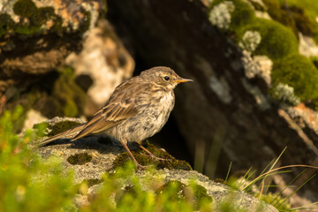 Water pipit (Anthus spinoletta). Beautiful mountain bird. Bieszczady Mountains. Poland
