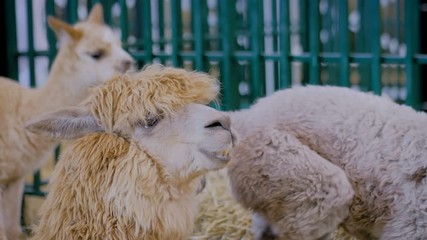 Funny cute alpaca looking around and chewing at agricultural animal exhibition, trade show - close up view. Farming, feeding, family, agriculture industry, livestock and animal husbandry concept