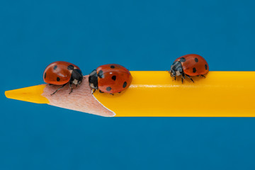 Three ladybugs on a yellow pencil