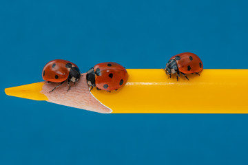 Naklejka premium Three ladybugs on a yellow pencil