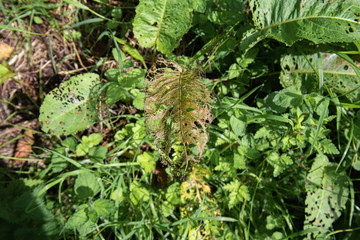 Leaf skeleton in grass bank