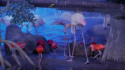 Group of pink flamingo and red scarlet ibis in the zoo with blue illumination. Exotic animal and wildlife concept