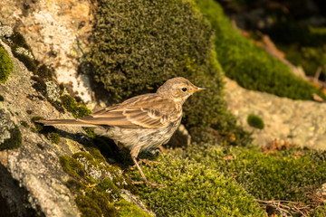 Water pipit (Anthus spinoletta). Beautiful mountain bird. Bieszczady Mountains. Poland