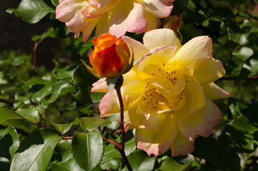 Blooming yellow rose