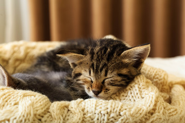 Brown striped kitty sleeps on knitted woolen beige plaid. Little cute fluffy cat. Cozy home.