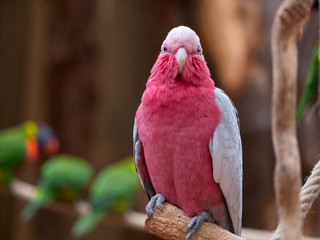 Psittacidé © photoloulou91