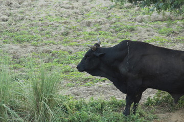 An Indian black bull in a filed.