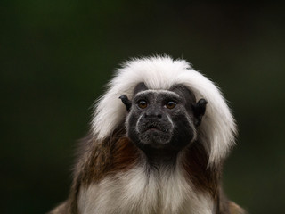 Tamarin 