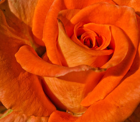 Blossoming orange roses
